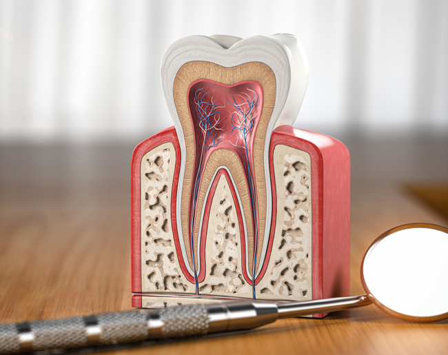 Anatomical tooth model displaying internal structure with dental tools on wooden surface.